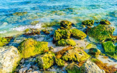 Playa del Carmen Quintana Roo Meksika sahilindeki turkuaz yeşil ve mavi sularda kayalar ve mercanlar..