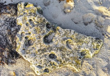 Playa del Carmen Quintana Roo Meksika sahilindeki turkuaz yeşil ve mavi sularda kayalar ve mercanlar..