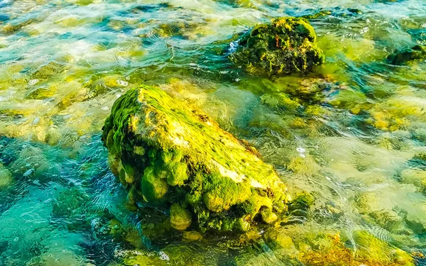Stones rocks and corals in turquoise green and blue water on the beach in Playa del Carmen Quintana Roo Mexico.