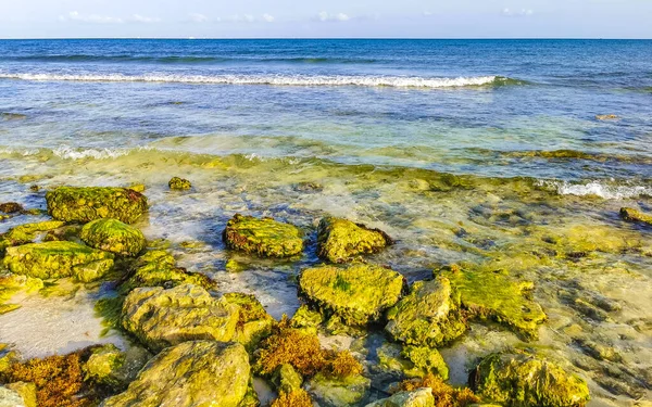 Playa del Carmen Quintana Roo Meksika sahilindeki turkuaz yeşil ve mavi sularda kayalar ve mercanlar..