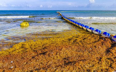 Meksika 'nın tropik karayip sahillerinde Sargazo yosunlu deniz yosunu ile Playa del Carmen Meksika' nın turkuaz mavi sularında büyük iğrenç bir sorun var..