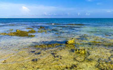 Playa del Carmen Quintana Roo Meksika sahilindeki turkuaz yeşil ve mavi sularda kayalar ve mercanlar..