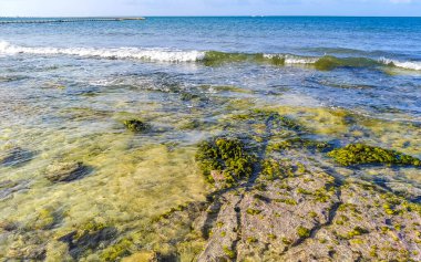 Playa del Carmen Quintana Roo Meksika sahilindeki turkuaz yeşil ve mavi sularda kayalar ve mercanlar..