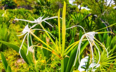 Hymenocallis Caribaea Karayipler 'de eşi benzeri olmayan beyaz çiçek, Tulum Quintana Roo Mexico' da mavi yeşil arka planda..