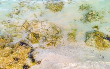 Playa del Carmen Quintana Roo Meksika sahilindeki turkuaz yeşil ve mavi sularda kayalar ve mercanlar..