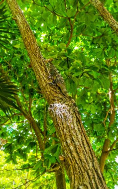 Huge Iguana gecko animal lying sitting on a branch of a tree at the Tulum ruins Mayan site temple ruins pyramids in the tropical natural jungle forest palm and seascape panorama view in Tulum Mexico.