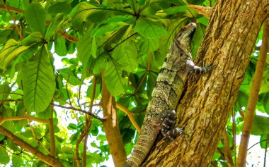 Huge Iguana gecko animal lying sitting on a branch of a tree at the Tulum ruins Mayan site temple ruins pyramids in the tropical natural jungle forest palm and seascape panorama view in Tulum Mexico.