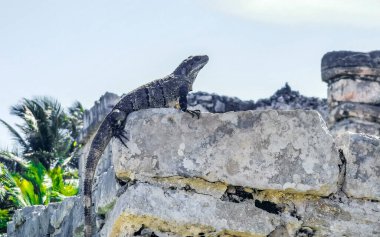 Antik Tulum 'daki kayalıklardaki dev Iguana kertenkele hayvanı, Tulum Mexico' daki tropik doğal orman palmiyesi ve deniz manzarasında tapınak kalıntıları ve eserlerle Maya bölgesini harabeye çeviriyor..