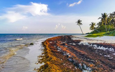 The beautiful Caribbean beach totally filthy and dirty the nasty seaweed sargazo problem in Playa del Carmen Quintana Roo Mexico.