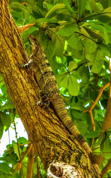 stock image Huge Iguana gecko animal lying sitting on a branch of a tree at the Tulum ruins Mayan site temple ruins pyramids in the tropical natural jungle forest palm and seascape panorama view in Tulum Mexico.