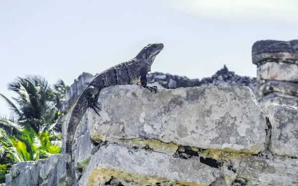 Huge Iguana gecko animal on rocks at the ancient Tulum ruins Mayan site with temple ruins pyramids and artifacts in the tropical natural jungle forest palm and seascape panorama view in Tulum Mexico.