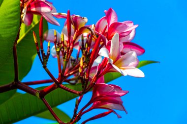 Playa del Carmen Quintana Roo Meksika 'da mavi gökyüzü arka planına sahip pembe kırmızı ve sarı çiçekli Plumeria bitkisi.