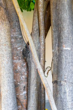 Playa del Carmen Quintana Roo Meksika 'da Ficus maxima incir ağacı..