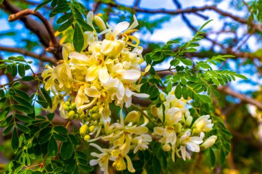 Tohumlar ve çiçekler sabah ağacının çiçek açması ve yeşil ağaç tepesi Playa del Carmen Quintana Roo Meksika 'da mavi gökyüzü arka planına sahip.