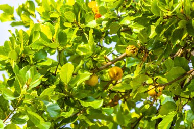 Kou Cordia subcordata flowering tree with orange flowers beach cordia sea trumpet with green leaves and blue sky background in Playa del Carmen Mexico.