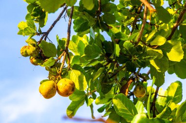 Kou Cordia subcordata flowering tree with orange flowers beach cordia sea trumpet with green leaves and blue sky background in Playa del Carmen Mexico.