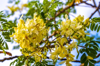 Tohumlar ve çiçekler sabah ağacının çiçek açması ve yeşil ağaç tepesi Playa del Carmen Quintana Roo Meksika 'da mavi gökyüzü arka planına sahip.