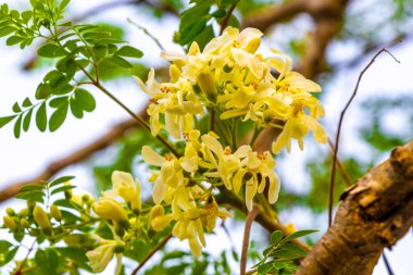 Tohumlar ve çiçekler sabah ağacının çiçek açması ve yeşil ağaç tepesi Playa del Carmen Quintana Roo Meksika 'da mavi gökyüzü arka planına sahip.