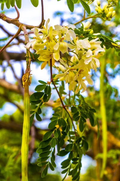 Tohumlar ve çiçekler sabah ağacının çiçek açması ve yeşil ağaç tepesi Playa del Carmen Quintana Roo Meksika 'da mavi gökyüzü arka planına sahip.