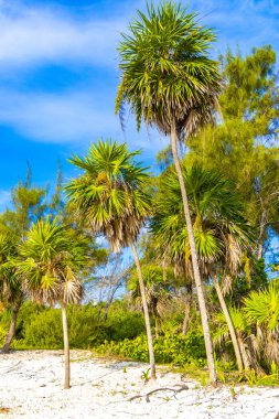 Palmiye ağacı tohum bırakır tropik yeşil egzotik meyveler ve Karayipler 'de Maya palmiyeleri yağmur ormanlarında Playa del Carmen Quintana Roo Meksika.