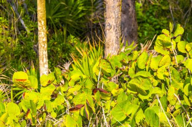Playa del Carmen Quintana Roo 'da üzüm ve tohum içeren deniz üzüm ağacı..