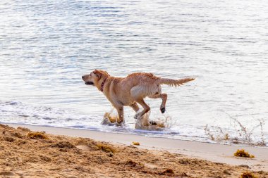 Playa del Carmen Quintana Roo Meksika 'da başıboş köpekler koşuşturup, yürüyor..