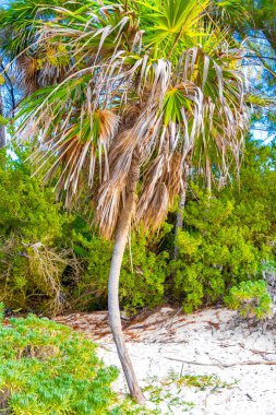 Palmiye ağacı tohum bırakır tropik yeşil egzotik meyveler ve Karayipler 'de Maya palmiyeleri yağmur ormanlarında Playa del Carmen Quintana Roo Meksika.