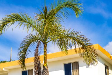 Playa del Carmen Quintana Roo Meksika 'da Hindistan cevizi ve mavi gökyüzü geçmişi olan tropik doğal Meksika palmiyeleri..