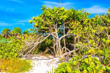Playa del Carmen Quintana Roo 'da üzüm ve tohum içeren deniz üzüm ağacı..