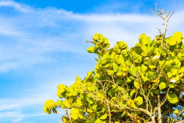 Playa del Carmen Quintana Roo 'da üzüm ve tohum içeren deniz üzüm ağacı..