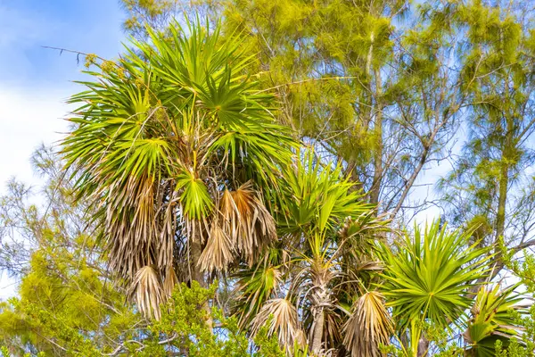 Palm Tree Leaves Seeds Fruits Tropical Green Exotic Caribbean Maya — Stock Photo, Image