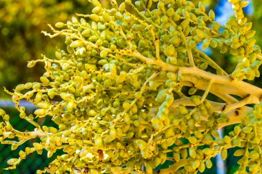 Playa del Carmen Quintana Roo Meksika 'da Hindistan cevizi ve mavi gökyüzü geçmişi olan tropik doğal Meksika palmiyeleri..