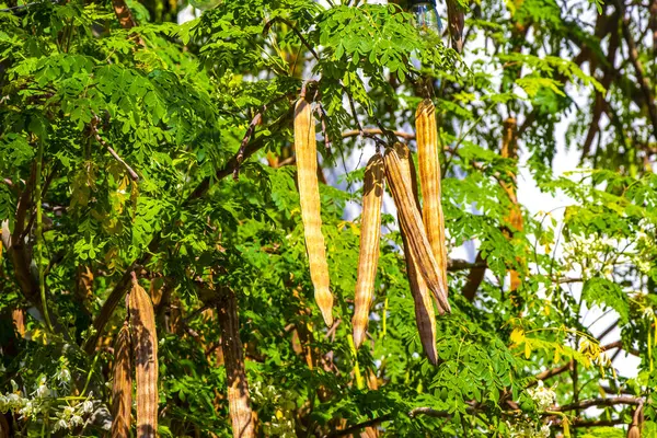 Tohumlar ve çiçekler sabah ağacının çiçek açması ve yeşil ağaç tepesi Playa del Carmen Quintana Roo Meksika 'da mavi gökyüzü arka planına sahip.