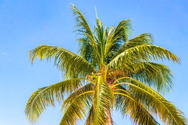 Playa del Carmen Quintana Roo Meksika 'da Hindistan cevizi ve mavi gökyüzü geçmişi olan tropik doğal Meksika palmiyeleri..