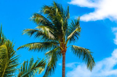 Playa del Carmen Quintana Roo Meksika 'da Hindistan cevizi ve mavi gökyüzü geçmişi olan tropik doğal Meksika palmiyeleri..