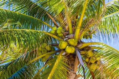 Playa del Carmen Quintana Roo Meksika 'da Hindistan cevizi ve mavi gökyüzü geçmişi olan tropik doğal Meksika palmiyeleri..