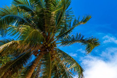Playa del Carmen Quintana Roo Meksika 'da Hindistan cevizi ve mavi gökyüzü geçmişi olan tropik doğal Meksika palmiyeleri..