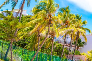 Playa del Carmen Quintana Roo Meksika 'da Hindistan cevizi ve mavi gökyüzü geçmişi olan tropik doğal Meksika palmiyeleri..