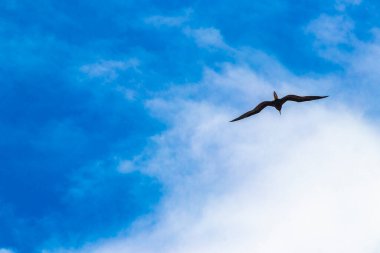 Fregat bird birds flock are flying around with blue sky clouds background in Playa del Carmen Quintana Roo Mexico.