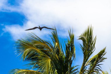 Fregat bird birds flock are flying around with blue sky clouds background in Playa del Carmen Quintana Roo Mexico.