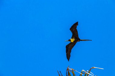 Fregat bird birds flock are flying around with blue sky clouds background in Playa del Carmen Quintana Roo Mexico.