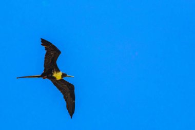 Fregat bird birds flock are flying around with blue sky clouds background in Playa del Carmen Quintana Roo Mexico.