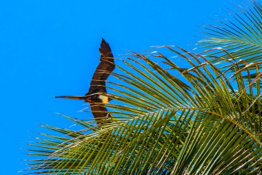 Fregat bird birds flock are flying around with blue sky clouds background in Playa del Carmen Quintana Roo Mexico.