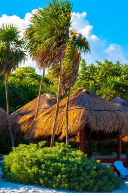 Palapa sazdan çatılar palmiye ağaçları şemsiyeler ve Playa del Carmen Meksika 'daki tropikal Meksika plajındaki sahil otelindeki güneş pansiyonları..