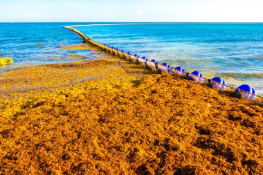 Meksika 'nın tropik karayip sahillerinde Sargazo yosunlu deniz yosunu ile Playa del Carmen Meksika' nın turkuaz mavi sularında büyük iğrenç bir sorun var..