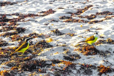 Büyük Kiskadee sarı erkek kuş dişi kuş Playa del Carmen Quintana Roo Meksika 'daki tropik Meksika plajında iğrenç sargazo yiyor..