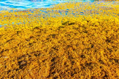 The beautiful Caribbean beach totally filthy and dirty the nasty seaweed sargazo problem in Playa del Carmen Quintana Roo Mexico.