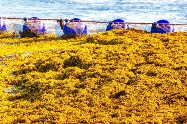 Meksika 'nın tropik karayip sahillerinde Sargazo yosunlu deniz yosunu ile Playa del Carmen Meksika' nın turkuaz mavi sularında büyük iğrenç bir sorun var..