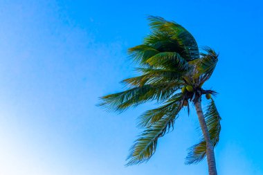 Playa del Carmen Quintana Roo Meksika 'da Hindistan cevizi ve mavi gökyüzü geçmişi olan tropik doğal Meksika palmiyeleri..