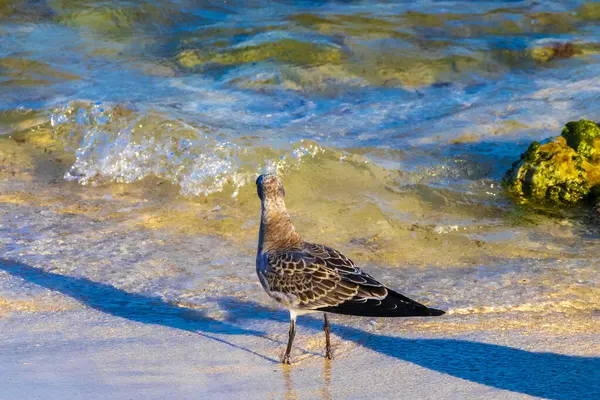 stock image Seagull Seagulls seabirds bird birds are walking on the white beach sand in Playa del Carmen Quintana Roo Mexico.